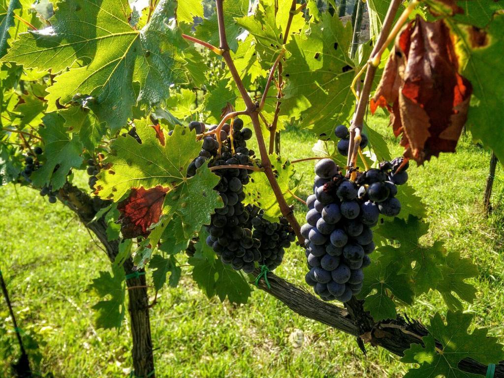 Podere Terreno Alla Via Della Volpaia Radda in Chianti Eksteriør bilde